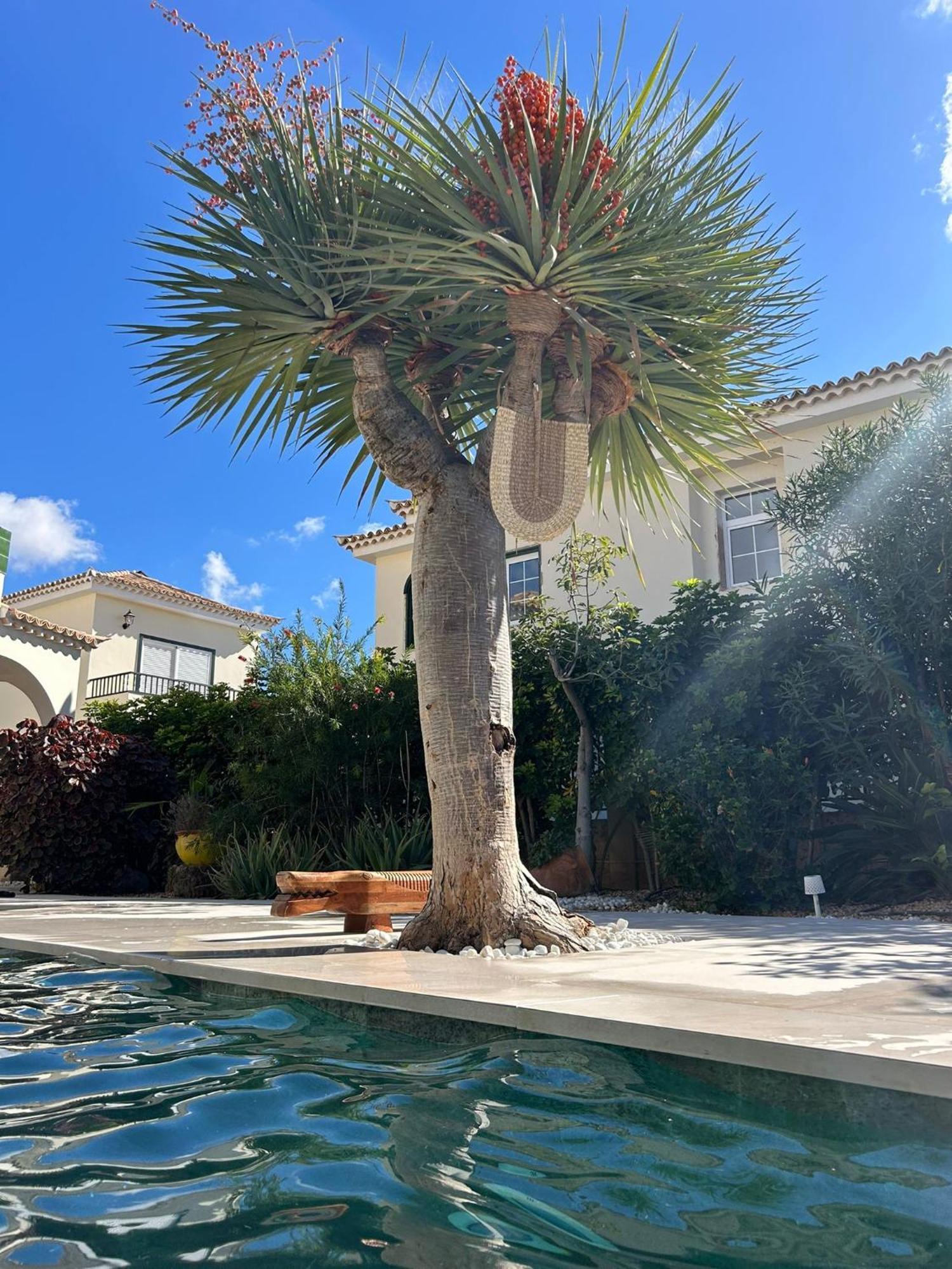 Villa Ibiza - Beautiful House With Private Pool Chayofa Εξωτερικό φωτογραφία